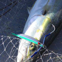 ファイヤードルフィン 釣果