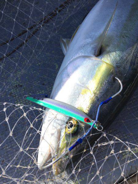 ファイヤードルフィン 釣果