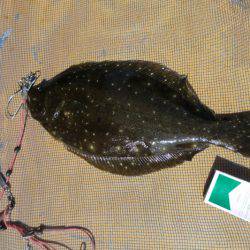 松名瀬フィッシングパーク 釣果