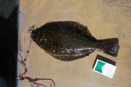 松名瀬フィッシングパーク 釣果