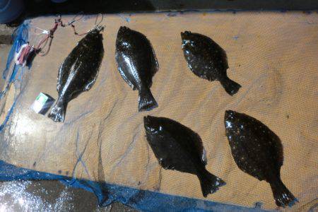 松名瀬フィッシングパーク 釣果