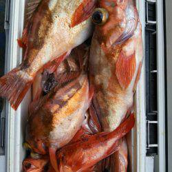 モンロー号 釣果