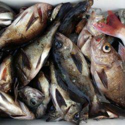 オーフリー 釣果