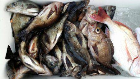 オーフリー 釣果