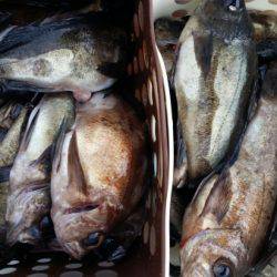 オーフリー 釣果