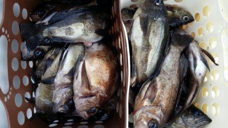 オーフリー 釣果