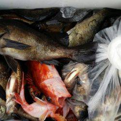 オーフリー 釣果