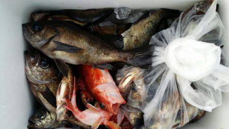 オーフリー 釣果