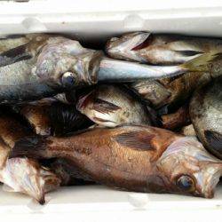 オーフリー 釣果