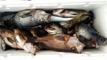 オーフリー 釣果