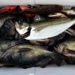 オーフリー 釣果