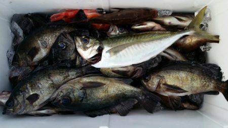 オーフリー 釣果