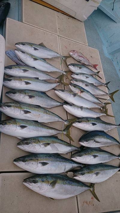 旭星釣りセンター 釣果