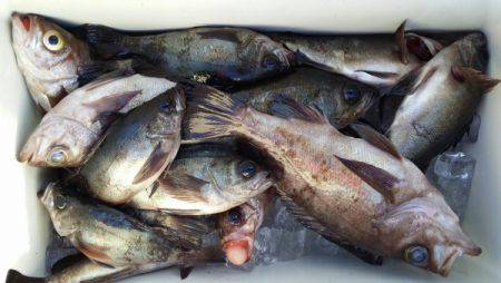 オーフリー 釣果