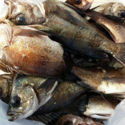 オーフリー 釣果