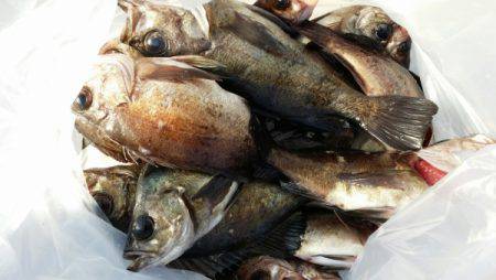 オーフリー 釣果