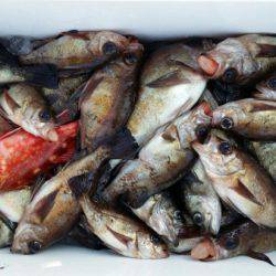 オーフリー 釣果