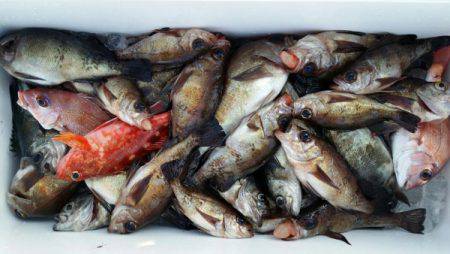 オーフリー 釣果