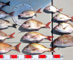 来温丸(らいおんまる) 釣果