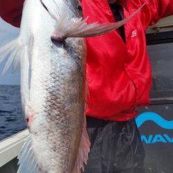 飛燕さくら丸 釣果