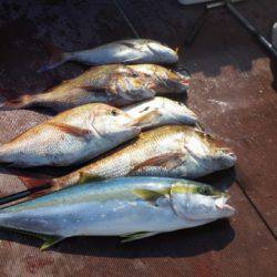 飛燕さくら丸 釣果