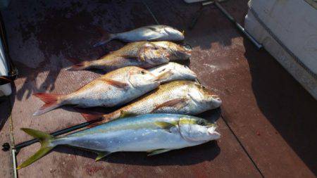 飛燕さくら丸 釣果