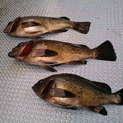 第二常豊丸 釣果