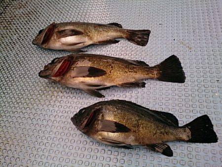 第二常豊丸 釣果