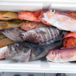 第二一之紀丸（ダイニイチノキマル） 釣果