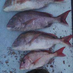 東京湾探釣隊ぼっち 釣果