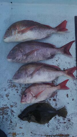東京湾探釣隊ぼっち 釣果