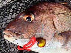 YELLOW-TAIL　イエローテール 釣果