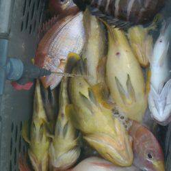 第二大福丸 釣果