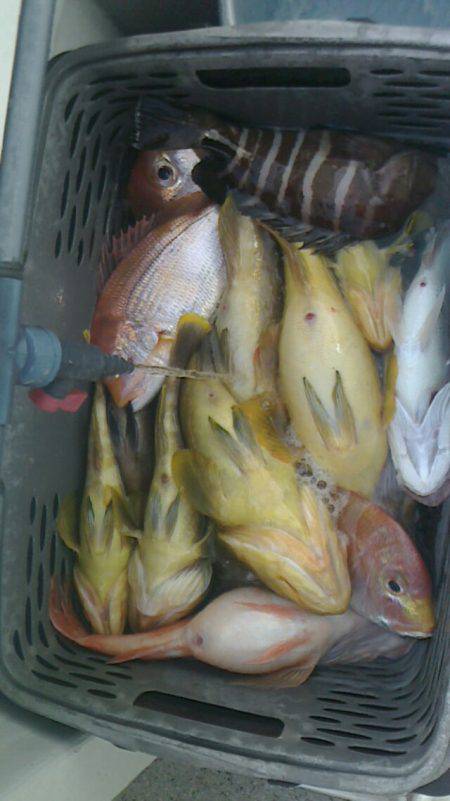 第二大福丸 釣果