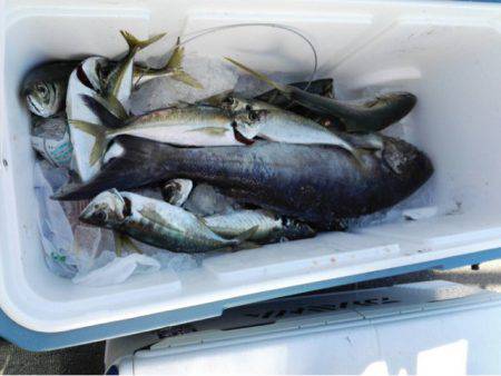 第二大福丸 釣果