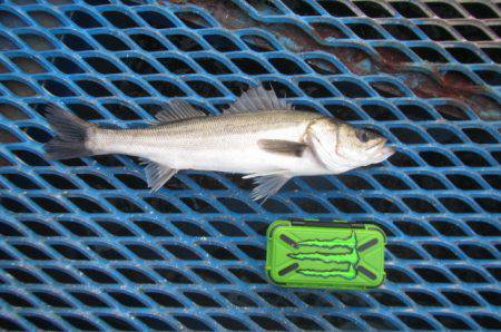 オリジナルメーカー海づり公園(市原市海づり施設) 釣果