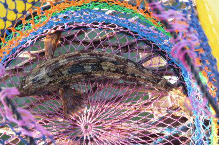 オリジナルメーカー海づり公園(市原市海づり施設) 釣果