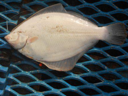オリジナルメーカー海づり公園(市原市海づり施設) 釣果