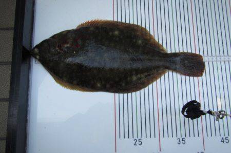 オリジナルメーカー海づり公園(市原市海づり…