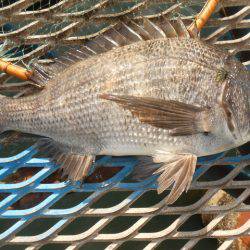オリジナルメーカー海づり公園(市原市海づり施設) 釣果
