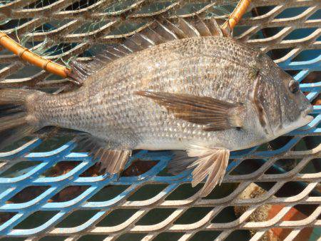 オリジナルメーカー海づり公園(市原市海づり施設) 釣果