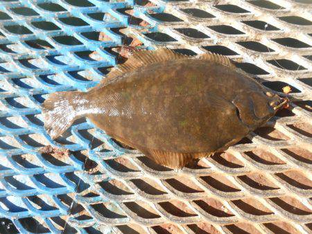 オリジナルメーカー海づり公園(市原市海づり…