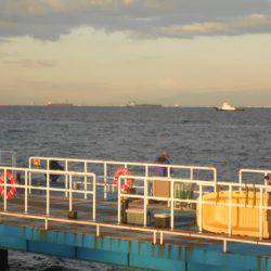 オリジナルメーカー海づり公園(市原市海づり施設) 釣果