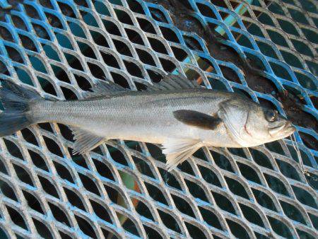 オリジナルメーカー海づり公園(市原市海づり施設) 釣果