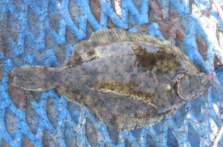 オリジナルメーカー海づり公園(市原市海づり…