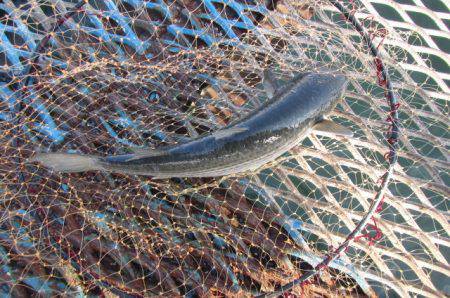 オリジナルメーカー海づり公園(市原市海づり施設) 釣果