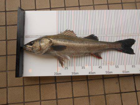 オリジナルメーカー海づり公園(市原市海づり…