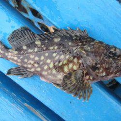 オリジナルメーカー海づり公園(市原市海づり施設) 釣果