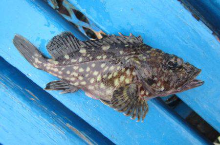 オリジナルメーカー海づり公園(市原市海づり施設) 釣果