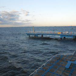 オリジナルメーカー海づり公園(市原市海づり施設) 釣果